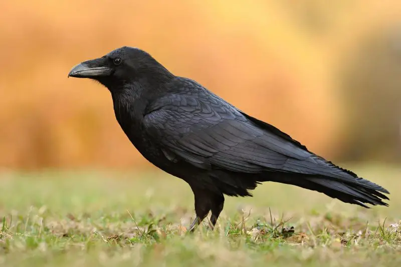 common-raven-800x533-1 Black Birds in Tennessee