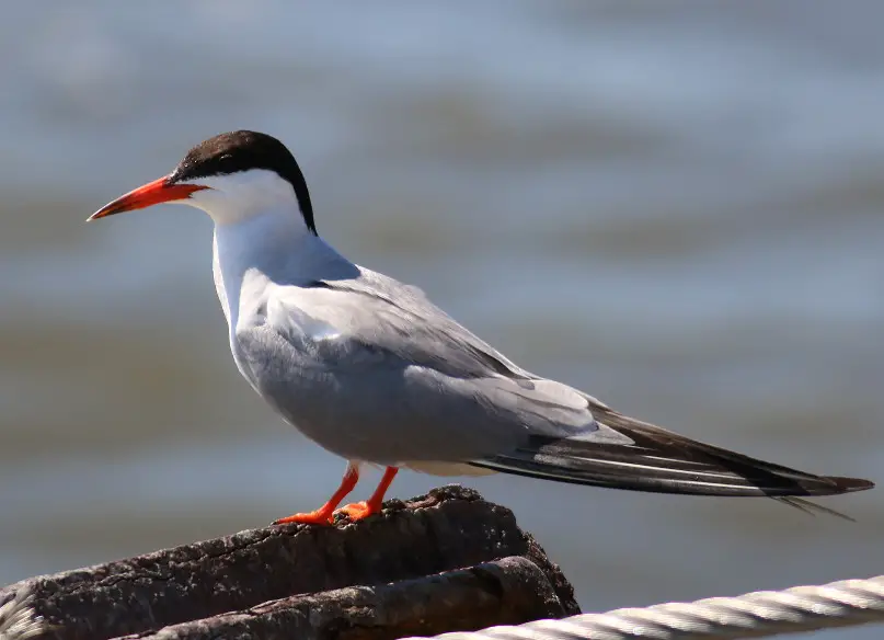 Black and White Birds in Michigan