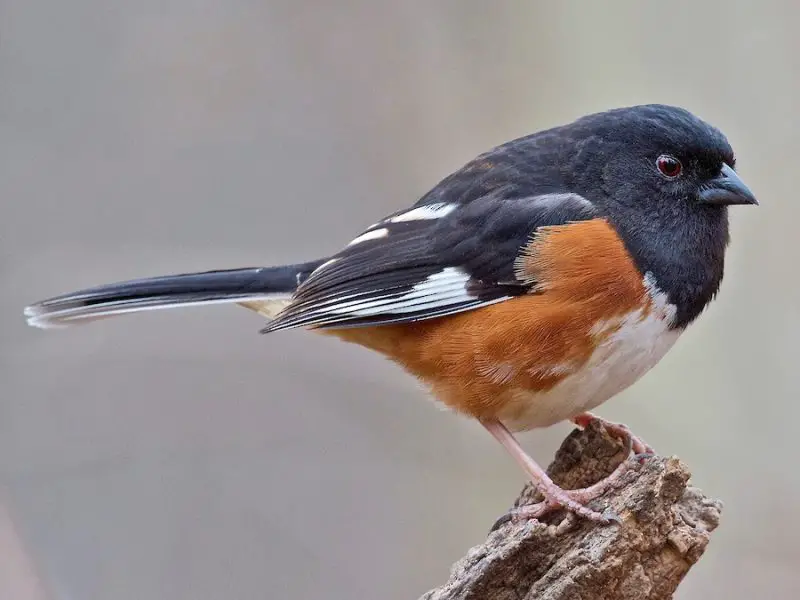 eastern-towhee-pipilo-erythrophthalmus-800x600-1 Black Birds in Tennessee