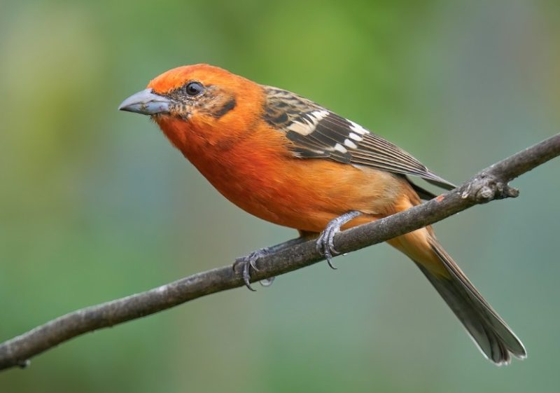 flame-colored-tanager-800x561-1 Orange Birds in Texas
