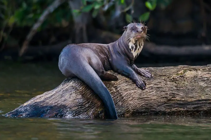Giant Otters of the Amazon