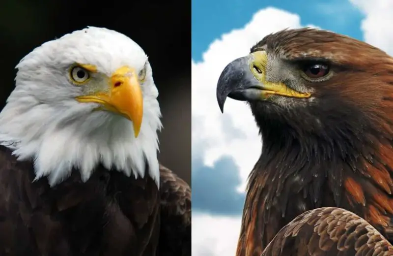 Golden Eagle vs Bald Eagle