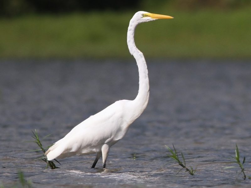 White Birds with Long Beaks in Florida