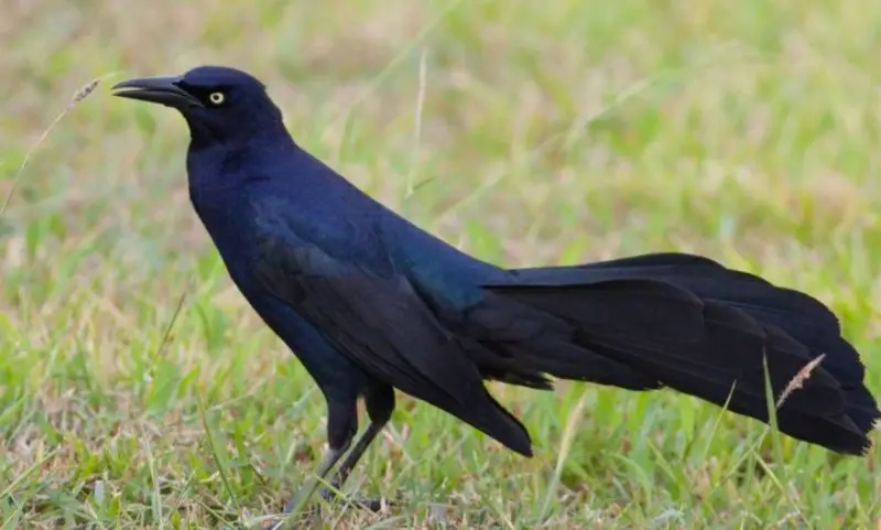 great-tailed-grackle-800x481-1 Black Birds in Tennessee