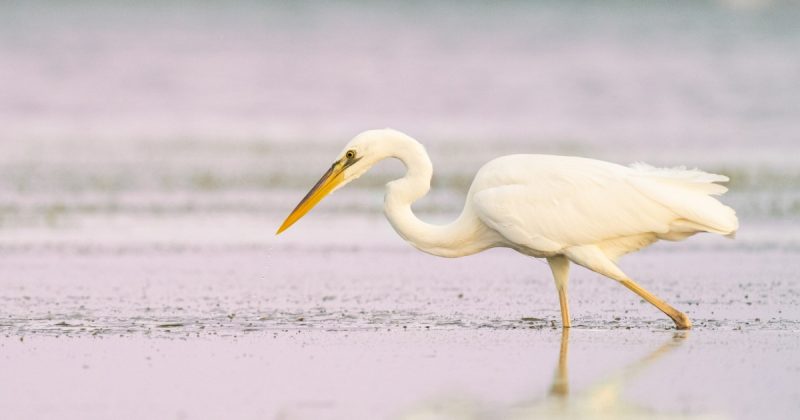White Birds with Long Beaks in Florida