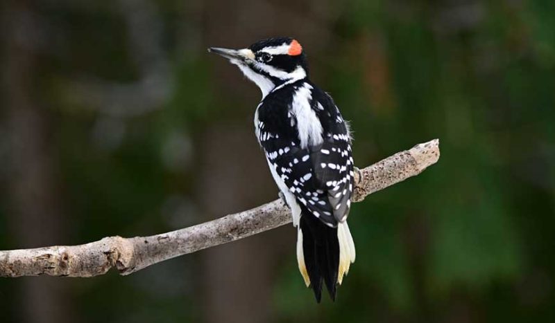 Black and White Birds in Michigan