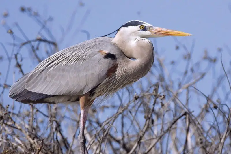 11 Characteristics of Herons
