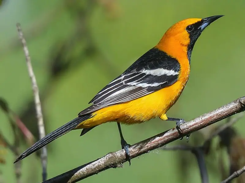 hooded-oriole-icterus-cucullatus-800x600-1 Orange Birds in Texas