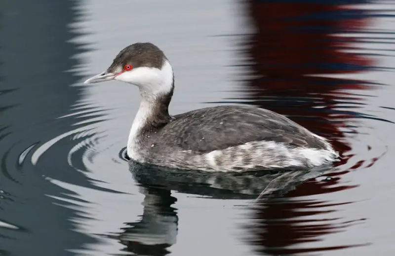 Black and White Birds in Michigan