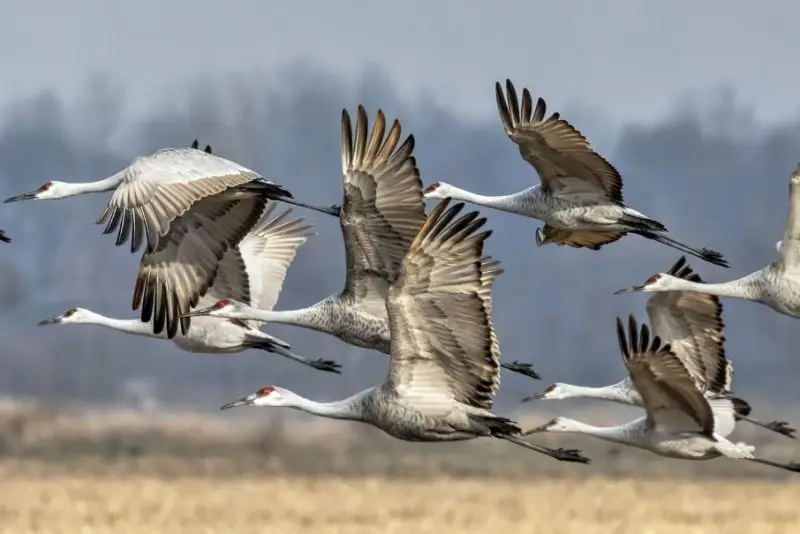 How Do Migrating Birds Know Where to Go