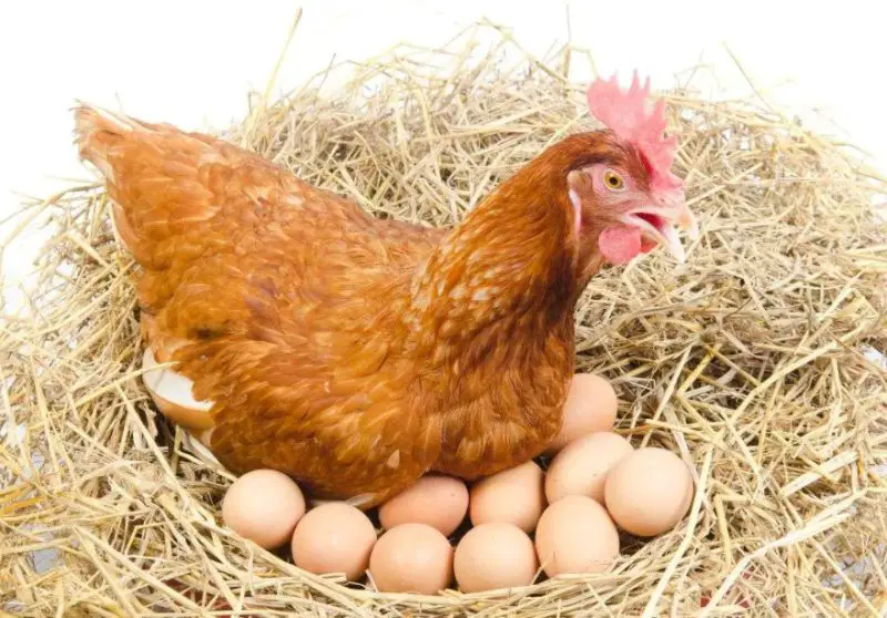 How Often Do Hens Lay Eggs
