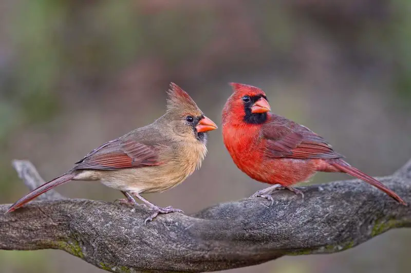 Male vs. Female Cardinal