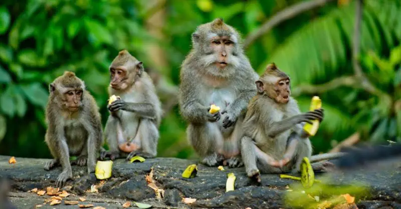 Why Do Monkeys Live in Groups?