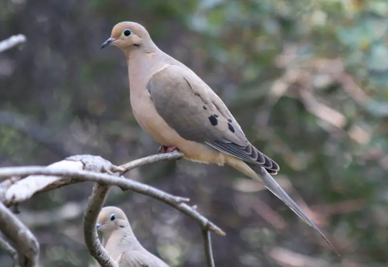 Common Birds in Alabama