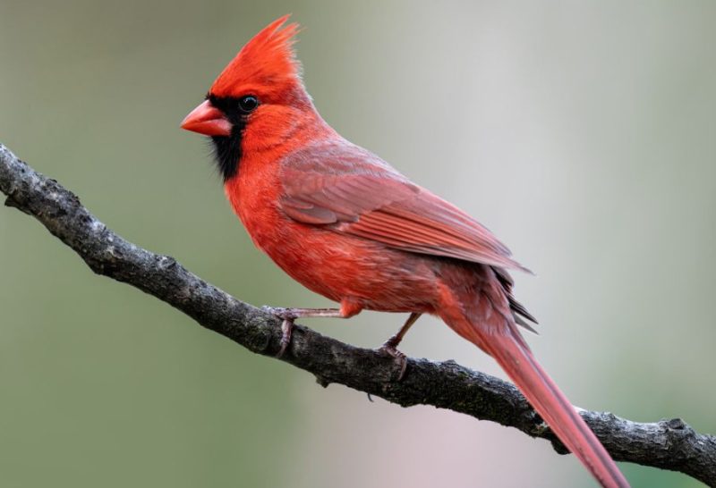 Red Birds in Michigan