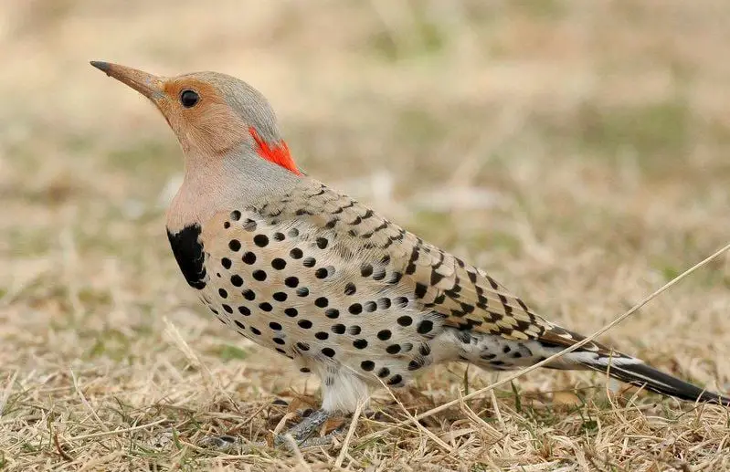 Black and White Birds in Michigan