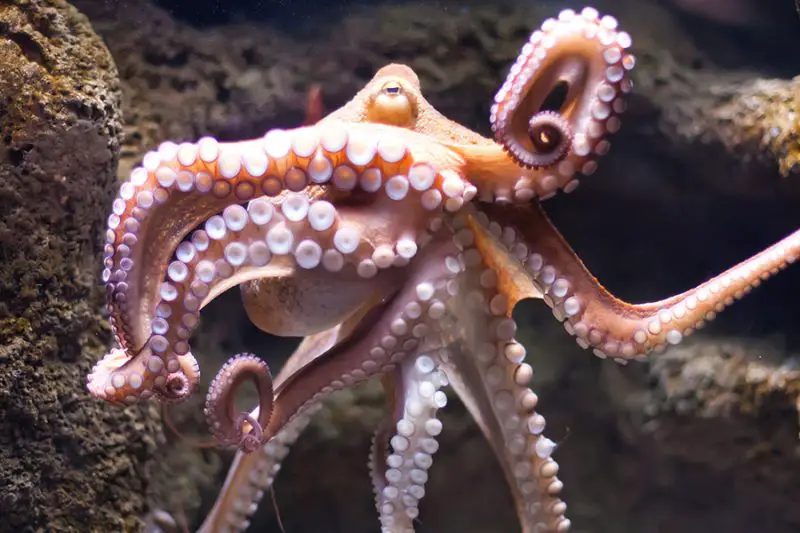 What Do Octopus Eat
