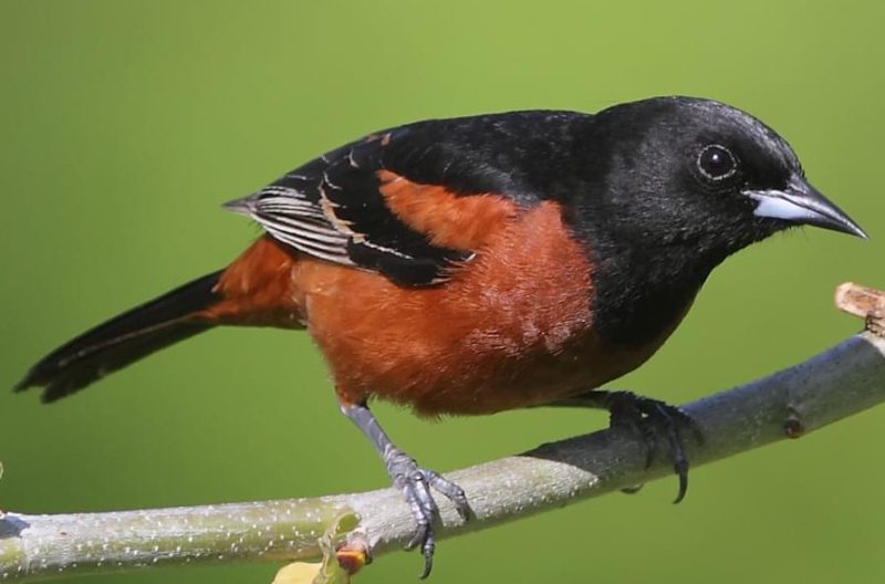 orchard-oriole-800x528-1 Orange Birds in Texas