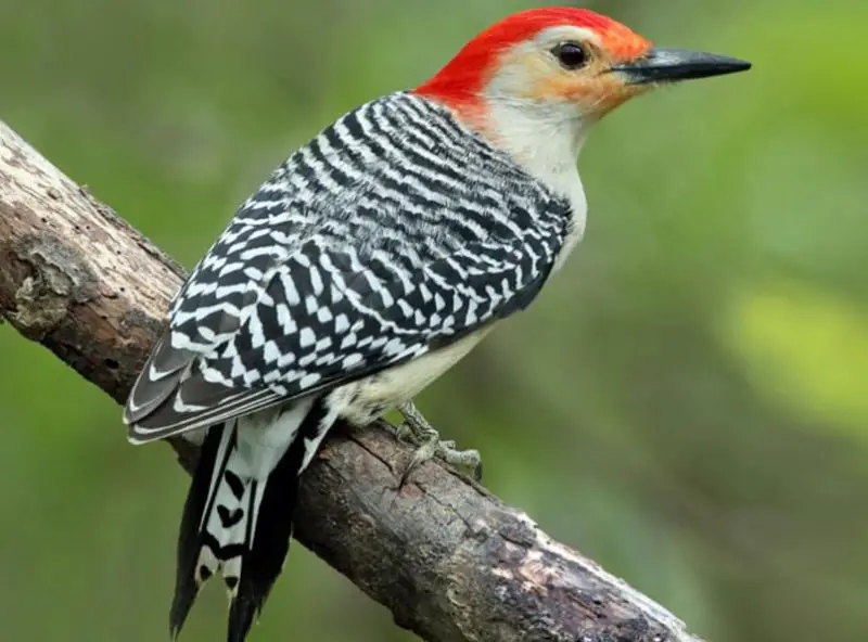 Common Birds in Alabama