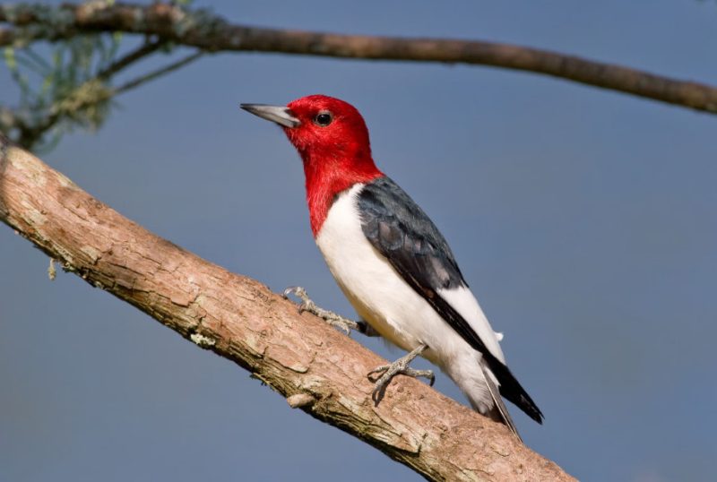 Birds With Red Heads in Florida