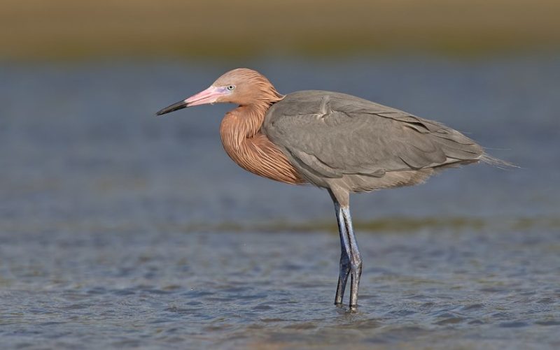 White Birds with Long Beaks in Florida