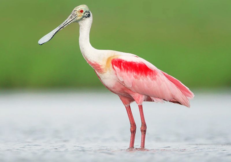 White Birds with Long Beaks in Florida