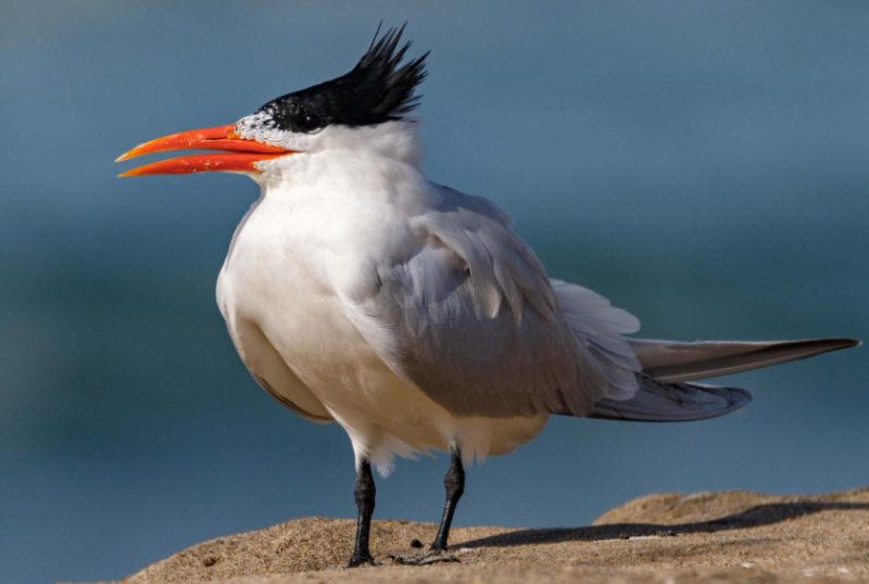White Birds with Long Beaks in Florida
