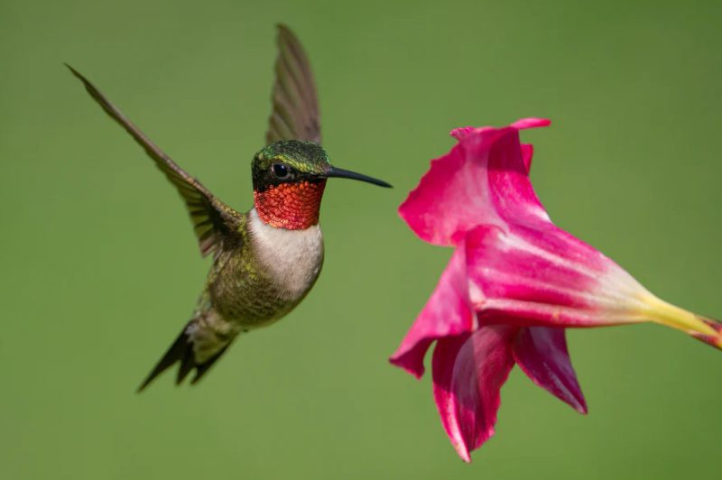 Hummingbirds in Vermont