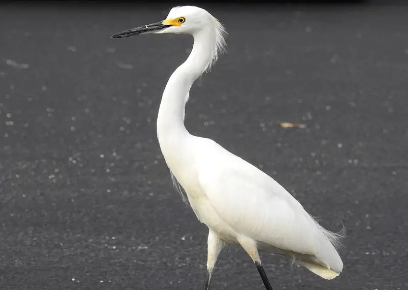 White Birds with Long Beaks in Florida