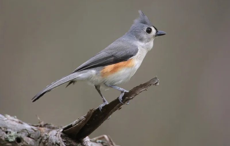 Common Birds in Alabama