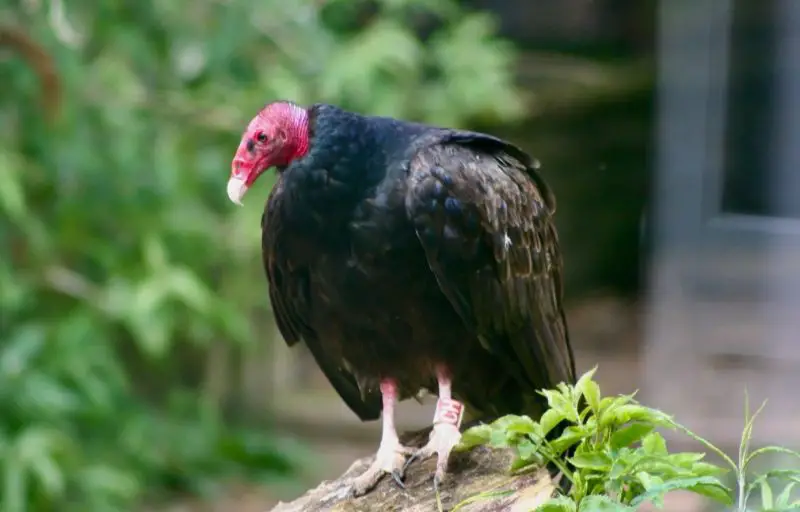 Common Birds in Alabama
