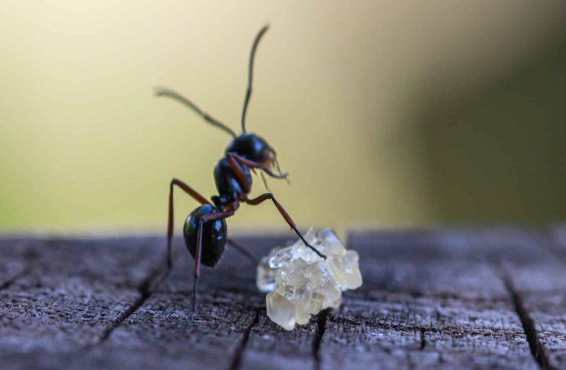 what-do-ants-eat-800x524-2 What Do Ants Eat