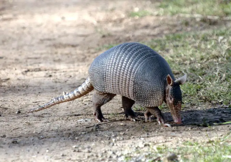 what-do-armadillos-eat-800x560-2 What Do Armadillos Eat