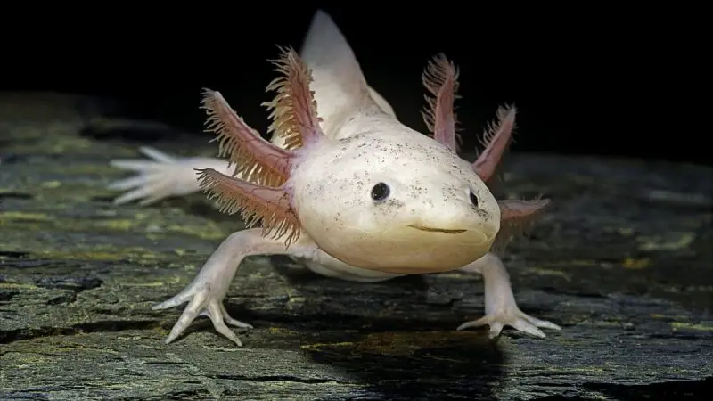 What Do Axolotls Eat