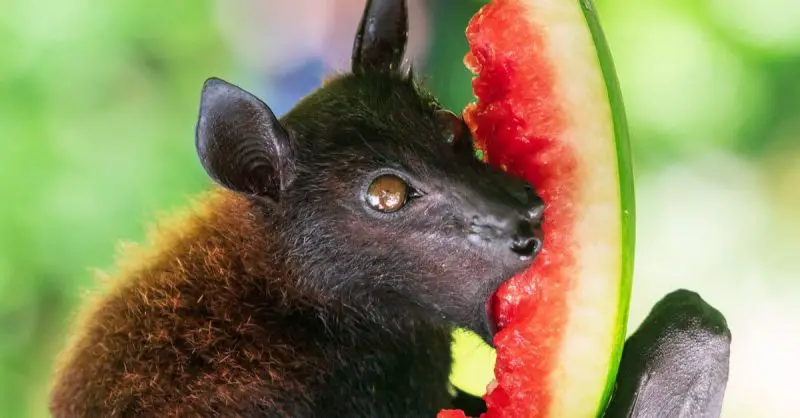 What Do Bats Eat