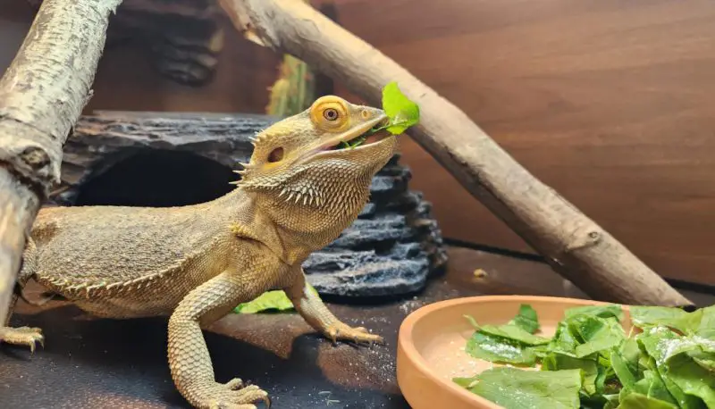 What Do Bearded Dragons Eat