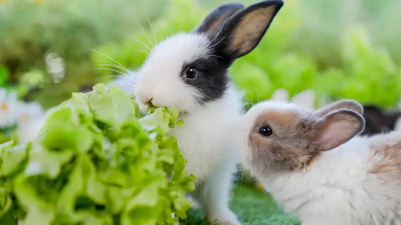 What Do Bunnies Eat