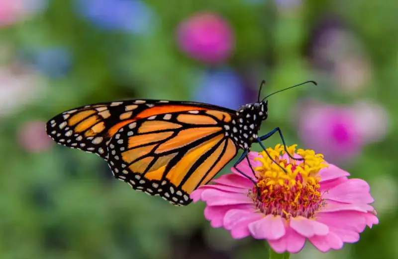 what-do-butterflies-eat-800x522-2 What Do Butterflies Eat