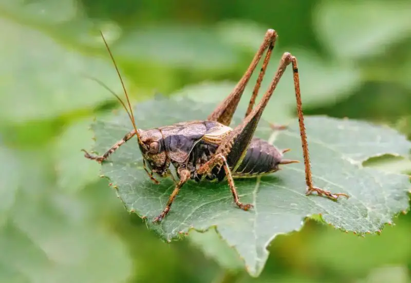 What Do Crickets Eat