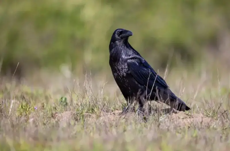 What Do Crows Eat
