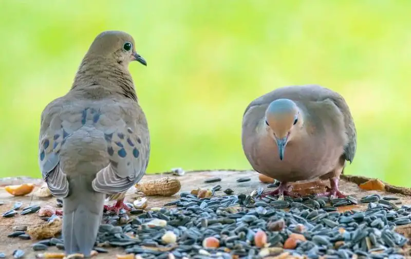 What Do Doves Eat