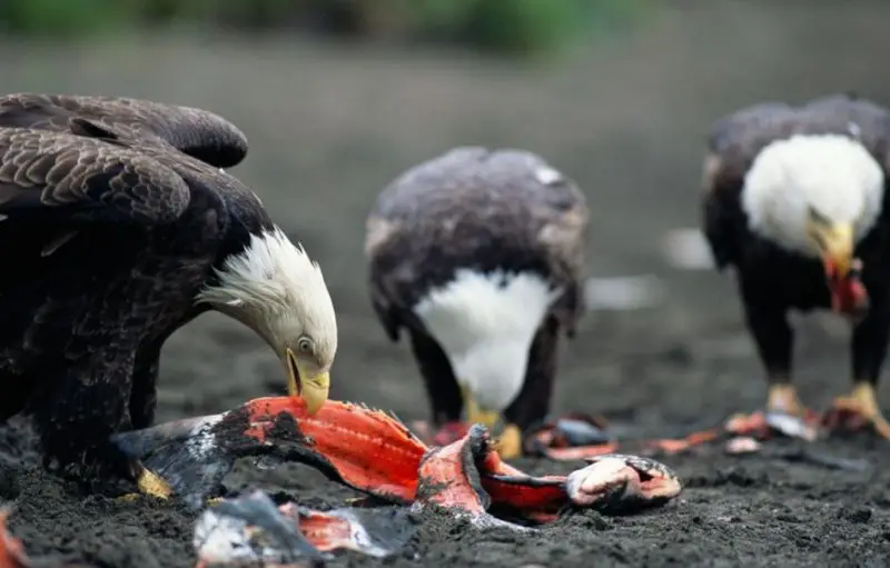 What Do Eagles Eat