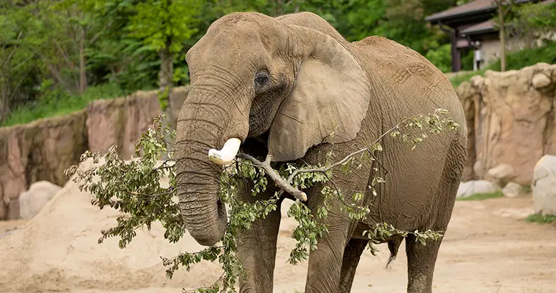 what-do-elephants-eat-1 What Do Elephants Eat