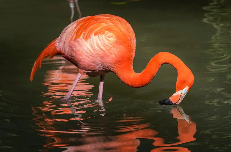 What Do Flamingos Eat