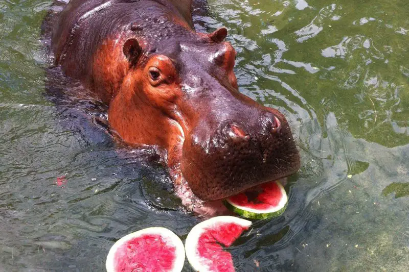 What Do Hippos Eat