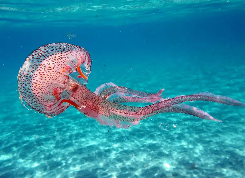 What Do Jellyfish Eat