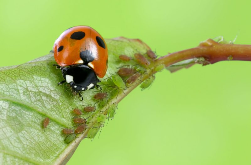 What Do Ladybugs Eat