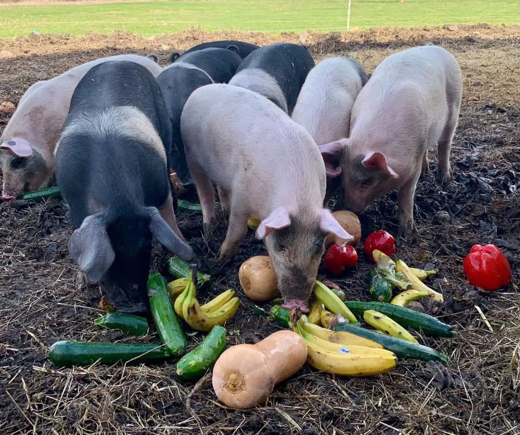 what-do-pigs-eat-1 What Do Pigs Eat