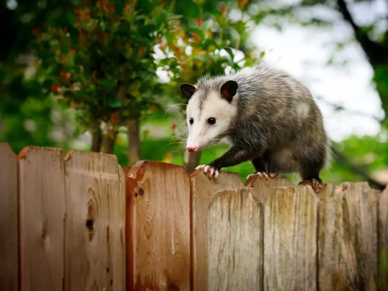 What Do Possums Eat