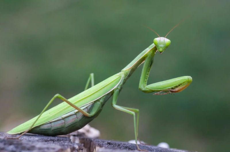 What Do Praying Mantis Eat